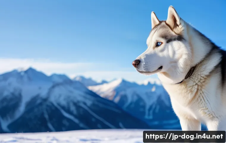 시베리안 허스키 추운 날씨 적응 - **Prompt:** "A majestic Siberian Husky stands proudly in a vast, snow-covered landscape under a cris...
