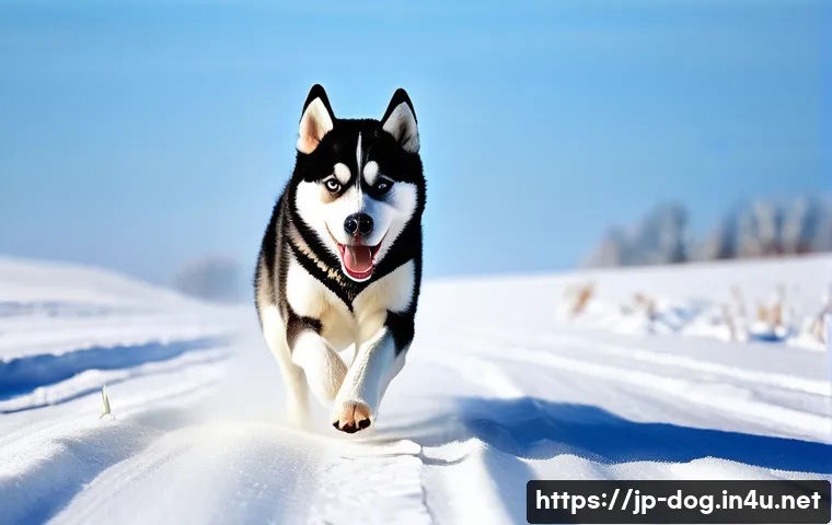 시베리안 허스키 추운 날씨 적응 관련 이미지 1