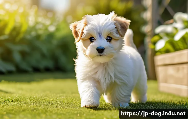 치와와와 푸들의 교배 관련 이미지 1